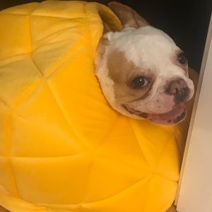 Meet your Posher, Gavin